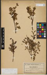 Foto von Salix waldsteiniana Willd.